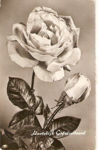 A White Rose Nice old vintage Dutch  Greetings postcard