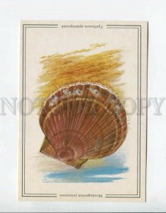 3094263 SEA LIFE Commutator riser SHELL Old Russian Card
