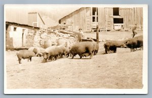 PIGS FARMING ANTIQUE REAL PHOTO POSTCARD RPPC