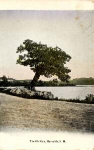 NH - Meredith. The Old Oak on the shore of Lake Winnipesaukee 
