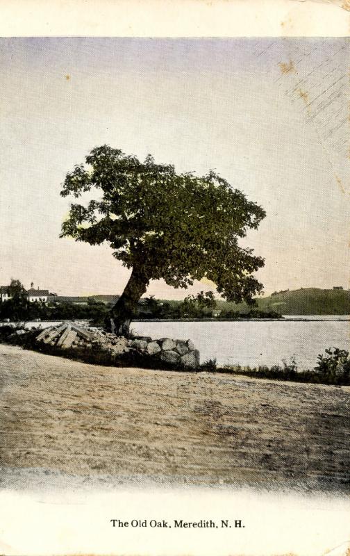 NH - Meredith. The Old Oak on the shore of Lake Winnipesaukee 