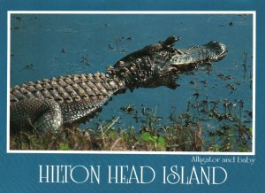 Alligator,Hilton Head Island,SC