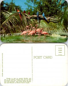 Flamingos and Macaws at Miami's Parrot Jungle (15431