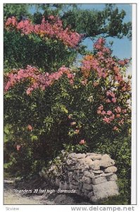 Oleanders 20 feet high, Bermuda, 00-10s