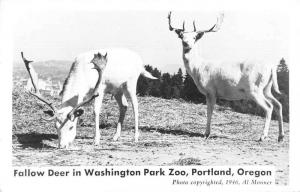 Portland Oregon Washington Park Zoo Fallow Deer Real Photo Postcard JD933453
