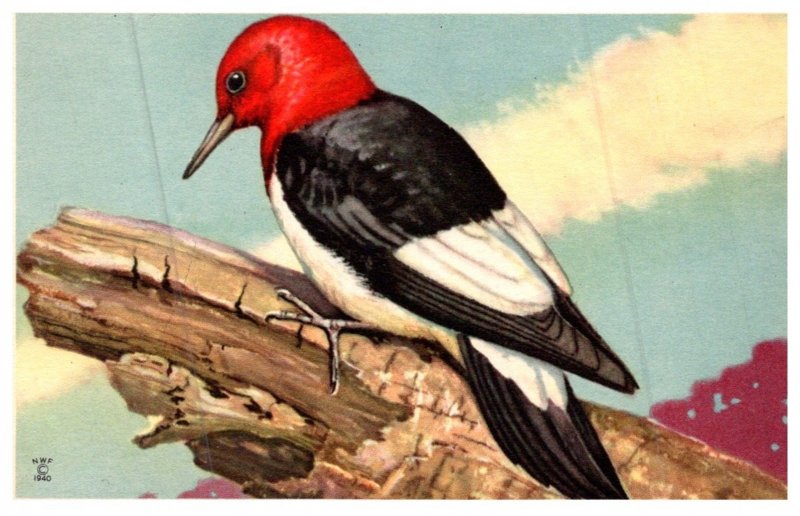 Red-headed woodpecker