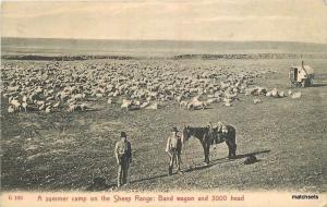 1907 Chinook Montana Sheep Ranch Morris Kirby undivided postcard 3542