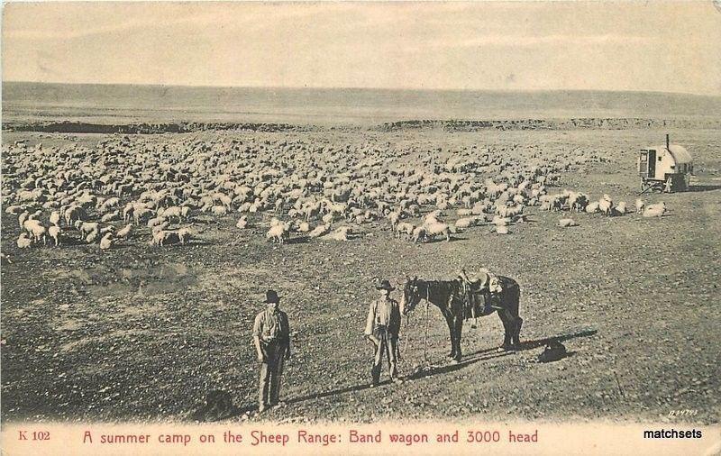 1907 Chinook Montana Sheep Ranch Morris Kirby undivided postcard 3542