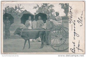 Bullock Race Cart Colombo Ceylon 1904