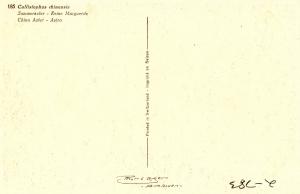 Flowers - Aster                  (Thor & Gyger #185)