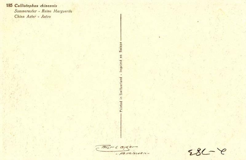 Flowers - Aster                  (Thor & Gyger #185)