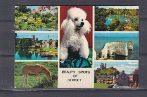 GREAT BRITAIN, DORSET, BEAUTY SPOTS, 1975 composite ppc., 6 views, Dog, used
