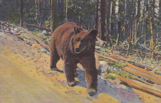 A Bear Hitch Hiker Curteich