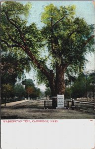 Washington Tree Cambridge Massachusetts Vintage Postcard C105