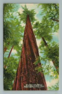 World's Tallest Tree, Redwood Highway, California Postcard