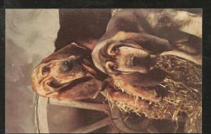 Blood Hounds Post Card PPC1305