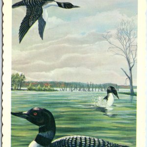 1966 MN Minnesota State Bird Common Loon Water Scene Ken Haag Painting Art A335