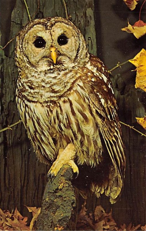 Barred owl Animals, Misc, Unused 