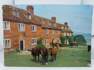 Vintage Postcard Wild Horses at Bucklers Hard New Forest Hampshire