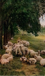 Sheep Flock Of Sheep Grazing