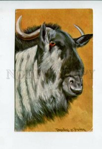 3157019 HUNT wisent BISON by DONADINI vintage colorful PC