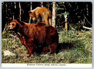 Mother Cinnamon Bear And Cub, Banff National Park, Alberta, Chrome Postcard