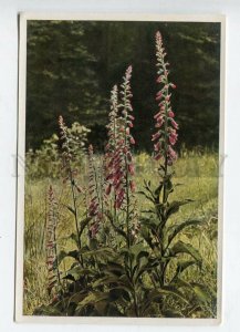 427981 Flower Digtalis purpurea Vintage Sammelwerk Tobacco Card w/ ADVERTISING