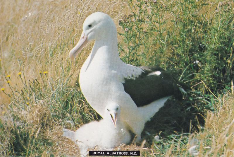 Royal Albatross New Zealand Taiaroa Head Colony Bird Postcard