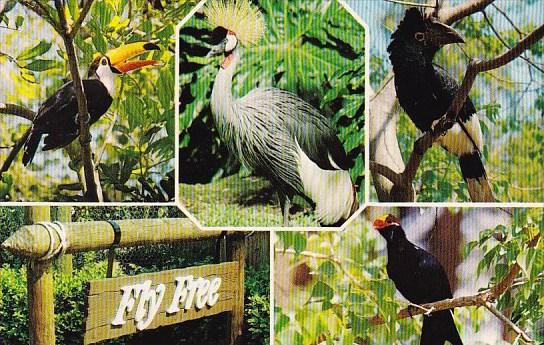 Florida Cypress Gardens Fly Free A 15,000 Square Foot Enclosed Aviary Some 40...