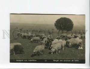 3173285 BULGARIA SOFIA sheepherd musician Vintage photopostcard