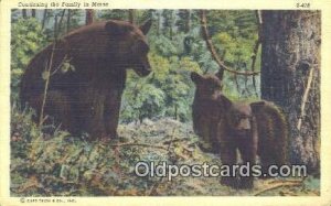 Maine, USA Bear Postcard