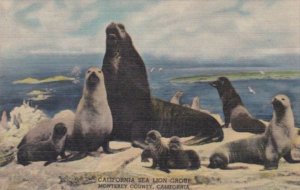 Colorado Denver Sea Lions Monterey County California Museum Of Natural Histor...