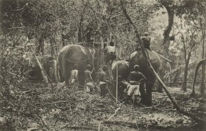 PC CPA SRI LANKA, CEYLON, ELEPHANTS IN KRAAL, Vintage Postcard (b13658)