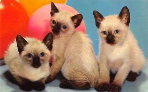 Siamese Kittens Cat Unused 