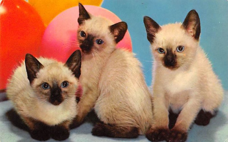 Siamese Kittens Cat Unused 