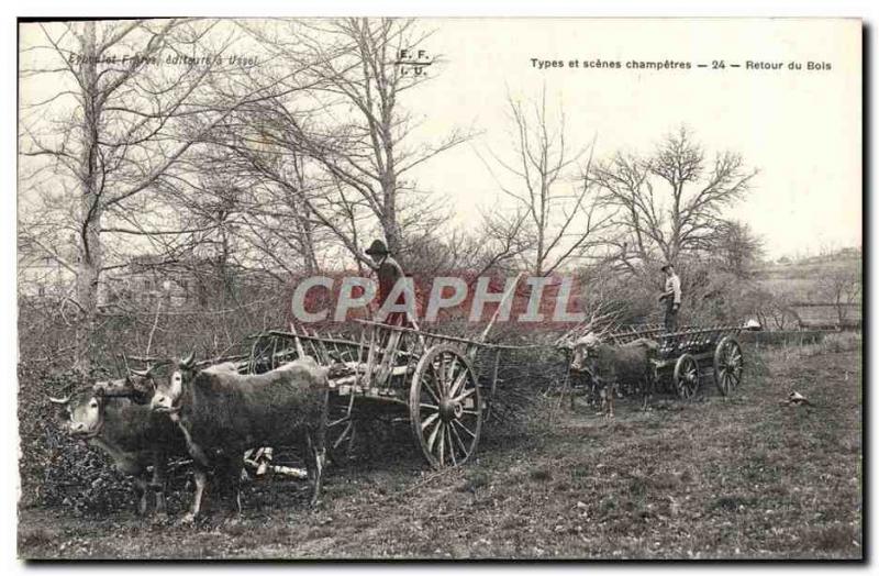 Old Postcard Folklore Back Cows bottom hitch