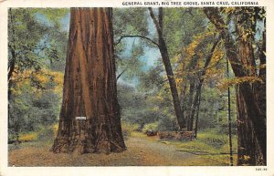 General Grant Big Tree Grove Santa Cruz California  