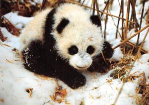 Giant Panda - 