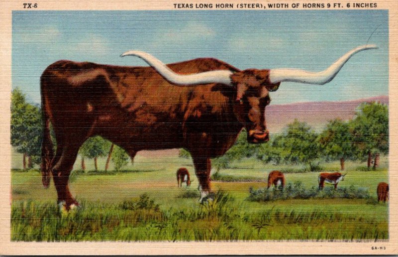 Texas Long Horn Steer Width Of Horns 9 Feet 6 Inches Curteich