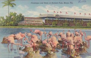 Florida Miami Flamingos & Nests At Hialeah Park 1940 Curteich