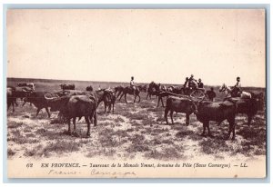 Aix-en-Provence France Postcard Bulls of La Manade Yonnet (Lower Camargue) c1910