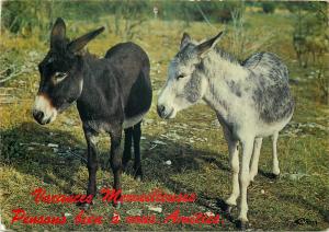 Donkeys postcard animals animaux