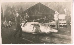  Kyuquot BC Whalers Sitting on Bottle Nose Whale Whaling c1920s RPPC Postcard E4