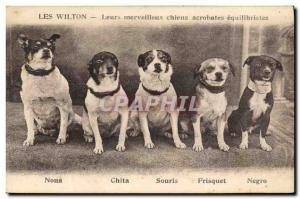 Old Postcard The Wilton Their merveilleurs dogs acrobats Equilibrists Nona Ch...