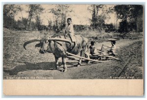 c1905 Kid Riding a Carabao Sled Greetings from the Philippines Postcard