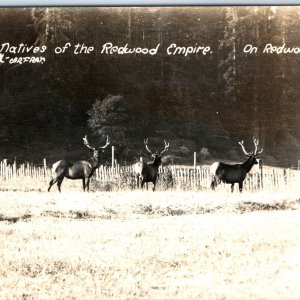 c1920s Redwood Highway, CA RPPC Elks Native to Empire Arfrar Real Photo PC A125