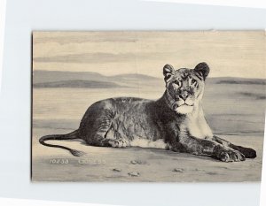 Postcard A Beautiful Lioness
