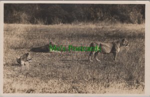 Animals Postcard - Pride of Lions, African Wildlife SW6438