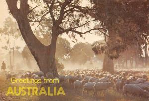 BR30923 Australian Rural Scene mouton sheep Australia