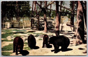 Vtg Denver Colorado CO Black Bears In City Park Zoo 1910s View Postcard